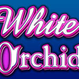 White Orchid 徽标