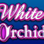 White Orchid 徽标